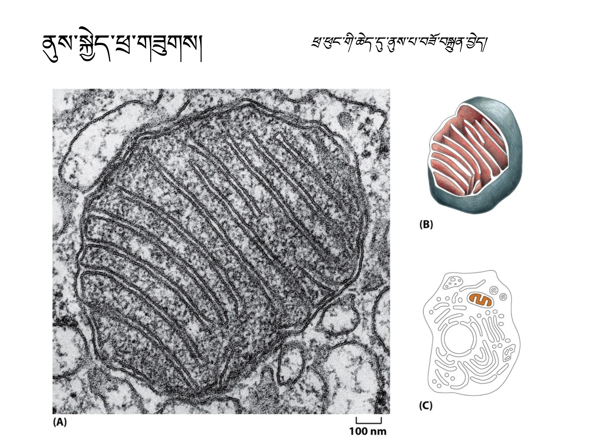 Biology Course 1: Introduction (~9h) སྐྱེ་དངོས་ཚན་རིག སློབ་ཚན་དང་པོ། (ཆུ་ཚོད་༩ ཙམ།) Biology Course 1: Introduction (~9h) སྐྱེ་དངོས་ཚན་རིག སློབ་ཚན་དང་པོ། (ཆུ་ཚོད་༩ ཙམ།)