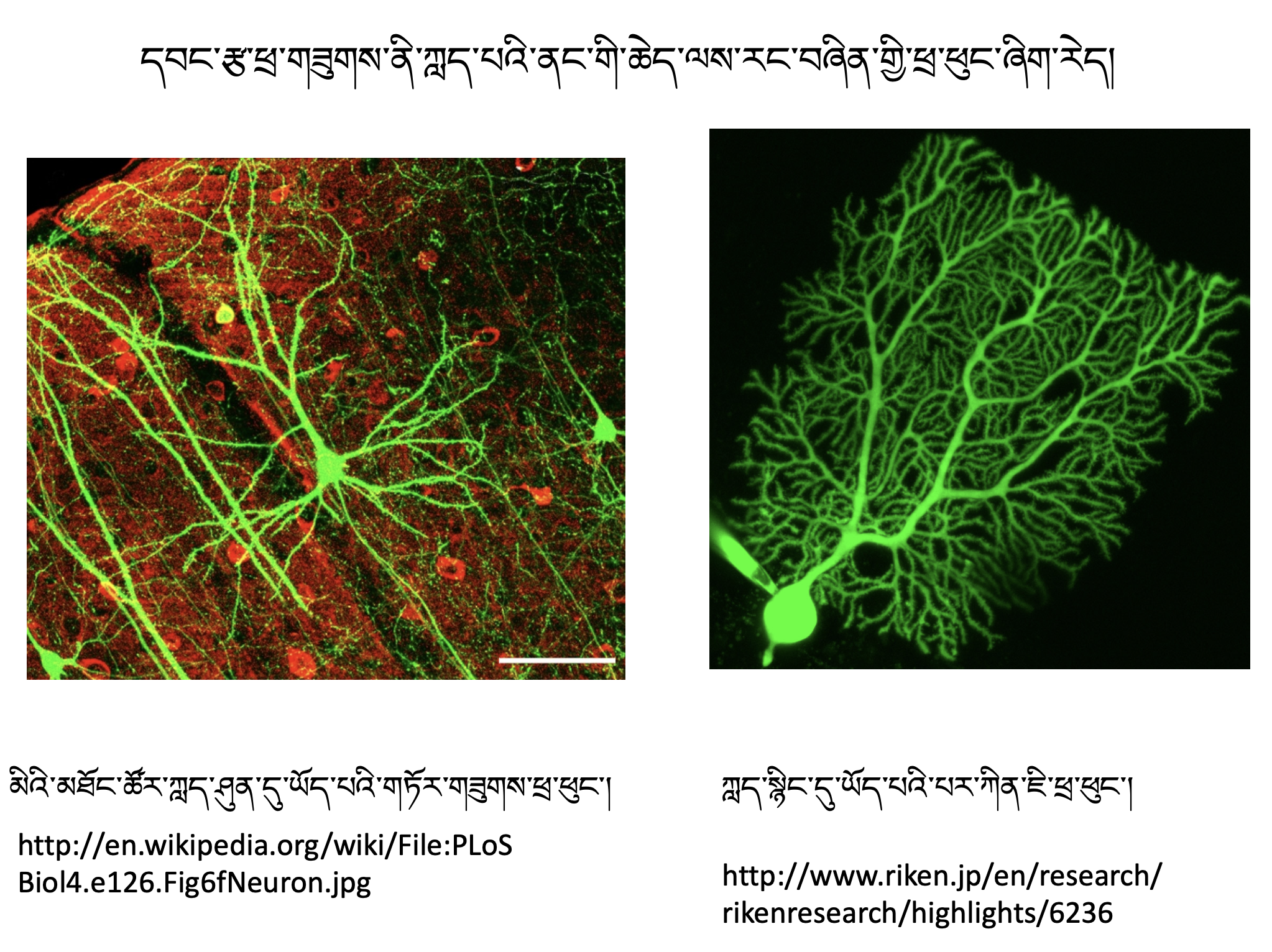 Neuroscience Course 1 [Bonus] (~4h)དབང་རྩ་ཚན་རིག་གི་སློབ་ཚན་དང་པོ། [འཕར་མ] (ཆུ་ཚོད་~༤)